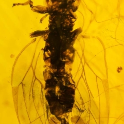 V1771 Hemiptera Psyllidae 7