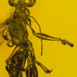 V1776 Hymenoptera Dryinidae Dryinid Wasp 3