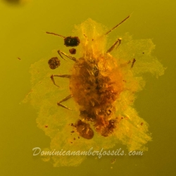 V1804 Hemiptera Auchenorryncha Coccoidea Ortheziidae   Three Scale Insects 5