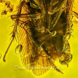 V1820 Blattodea 2