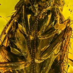 V1820 Blattodea 3