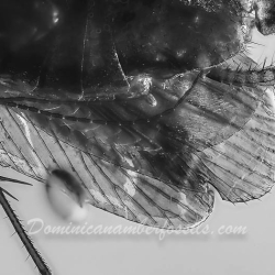 V1820 Blattodea 6