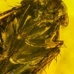 V1820 Blattodea 7