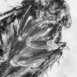 V1820 Blattodea 8