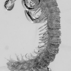 V1823 Millipede 3