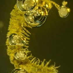 V1823 Millipede 4