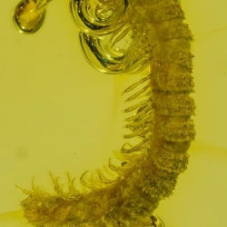 V1823 Millipede