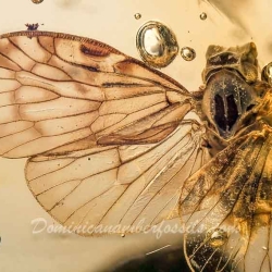 V1838 Homoptera With Wings Open 4