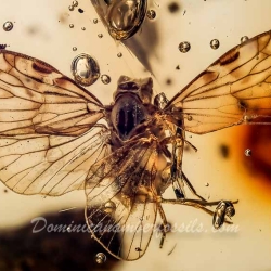 V1838 Homoptera With Wings Open