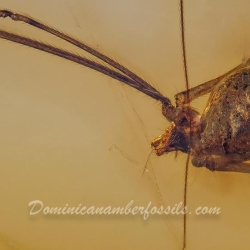 V1839 Pholcidae Spider  Spider Web 2
