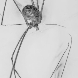 V1839 Pholcidae Spider  Spider Web 4