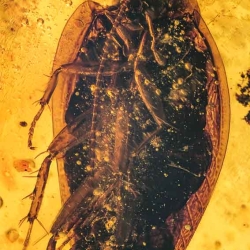 V1843 Blattodea 2