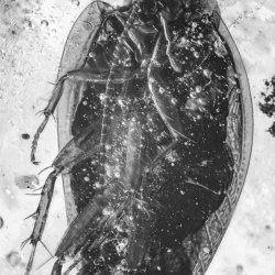 V1843 Blattodea 3