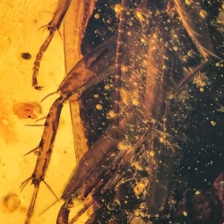 V1843 Blattodea 4