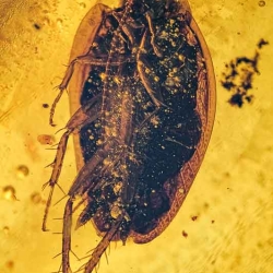 V1843 Blattodea 5