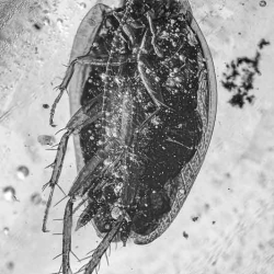 V1843 Blattodea 6