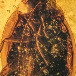 V1843 Blattodea