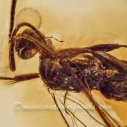 V1845 Hymenoptera Apocrita Braconidae Braconid Wasp 3