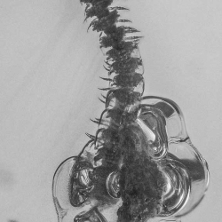 V1848 Diplopoda Millipede 2