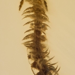 V1848 Diplopoda Millipede 3