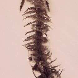 V1848 Diplopoda Millipede 4