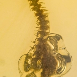 V1848 Diplopoda Millipede