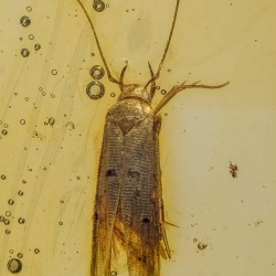 V1850 Caddisfly 11