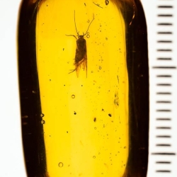 V1850 Caddisfly 3