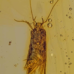 V1850 Caddisfly 5