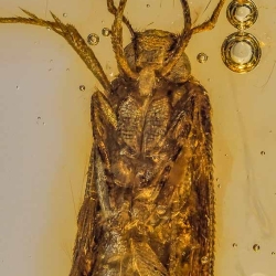 V1850 Caddisfly 7