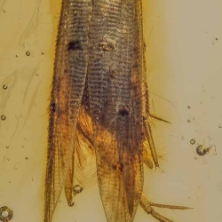 V1850 Caddisfly 9