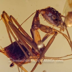 V1857 Hymenoptera Leptomyrmex Spider