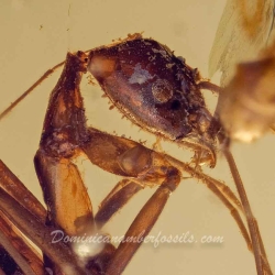 V1857 Hymenoptera Leptomyrmex Spider 3