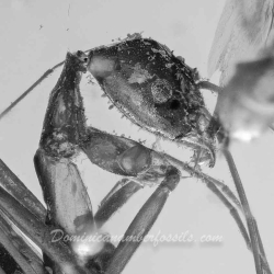 V1857 Hymenoptera Leptomyrmex Spider 4