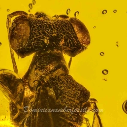 V1858 Azteca Ant Coleoptera Dryinid Wasp 5