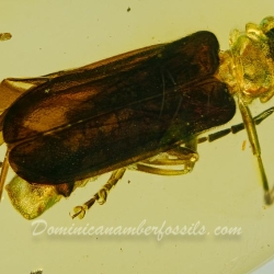 V1873 Coleoptera Cantharidae