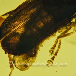 V1873 Coleoptera Cantharidae 3