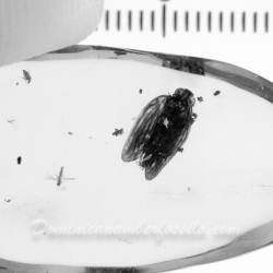 V1875 Homoptera Issidae 10