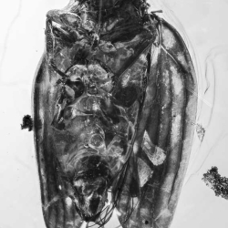 V1875 Homoptera Issidae 2