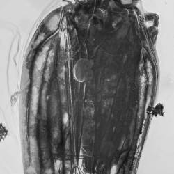 V1875 Homoptera Issidae 4