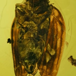 V1875 Homoptera Issidae