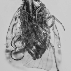 V1876 Homoptera Planthopper 8