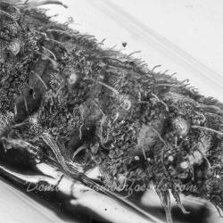 V1882 Hairy Larva 4