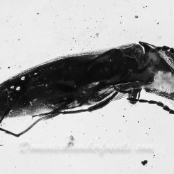 V1885 Coleoptera Elateridae Elaterinae   Click Beetle 2