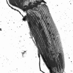 V1885 Coleoptera Elateridae Elaterinae   Click Beetle 8