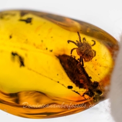 V1888 Velvet Mite Acarina Trombidiidae Fossil In Dominican Amber 11