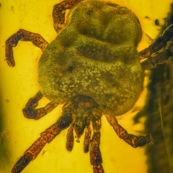 V1888 Velvet Mite Acarina Trombidiidae Fossil In Dominican Amber 3