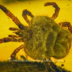 V1888 Velvet Mite Acarina Trombidiidae Fossil In Dominican Amber 4