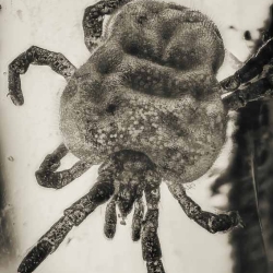 V1888 Velvet Mite Acarina Trombidiidae Fossil In Dominican Amber 6