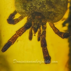 V1888 Velvet Mite Acarina Trombidiidae Fossil In Dominican Amber